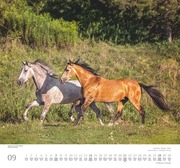 Geliebte Pferde 2025 - DUMONT-Wandkalender - Format - 38,0 x 35,5 cm - Abbildung 9