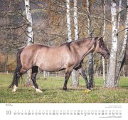 Geliebte Pferde 2025 - DUMONT-Wandkalender - Format - 38,0 x 35,5 cm - Abbildung 10