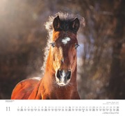 Geliebte Pferde 2025 - DUMONT-Wandkalender - Format - 38,0 x 35,5 cm - Abbildung 11