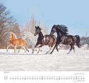 Geliebte Pferde 2025 - DUMONT-Wandkalender - Format - 38,0 x 35,5 cm - Abbildung 12