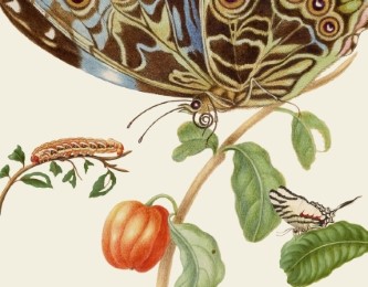 Gästebuch 'Maria Sibylla Merian - Schmetterlinge'