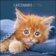 Katzenbabys 2023 - Cover