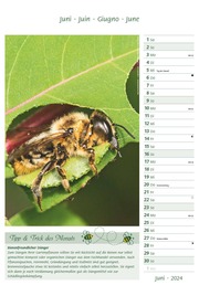 Bienen 2024 - Abbildung 6