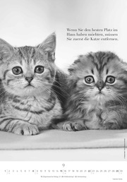 Der poetische Katzenkalender 2024 - Abbildung 9