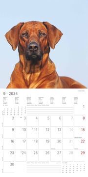 Hunde 2024 - Abbildung 9