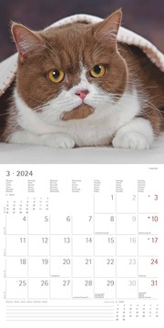 Katzen 2024 - Abbildung 3