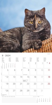 Katzen 2024 - Abbildung 8