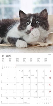 Katzen 2024 - Illustrationen 10