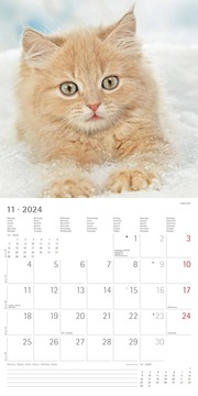 Katzen 2024 - Abbildung 11