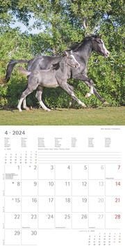 Pferde 2024 - Abbildung 4
