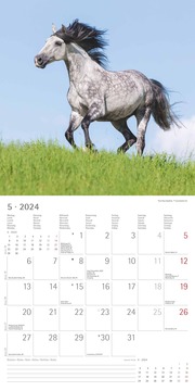 Pferde 2024 - Abbildung 5