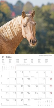 Pferde 2024 - Abbildung 10