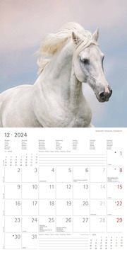 Pferde 2024 - Abbildung 12