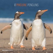 Pinguine 2024