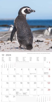 Pinguine 2024 - Abbildung 13