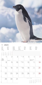 Pinguine 2024 - Abbildung 1
