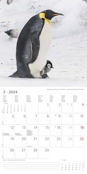 Pinguine 2024 - Abbildung 2