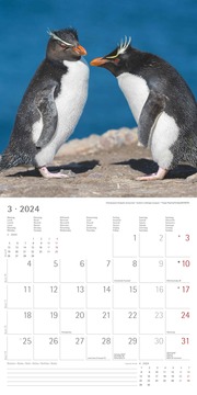 Pinguine 2024 - Abbildung 3