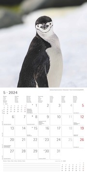 Pinguine 2024 - Abbildung 5