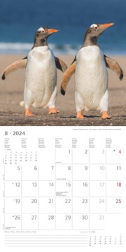 Pinguine 2024 - Abbildung 8