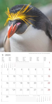 Pinguine 2024 - Abbildung 9
