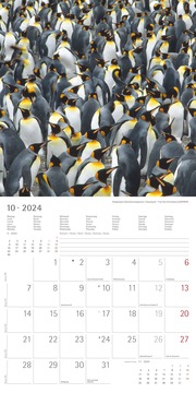 Pinguine 2024 - Abbildung 10