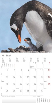 Pinguine 2024 - Abbildung 11