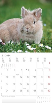 Kaninchen 2024 - Abbildung 6