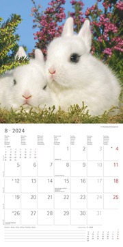 Kaninchen 2024 - Abbildung 9