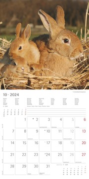 Kaninchen 2024 - Abbildung 11
