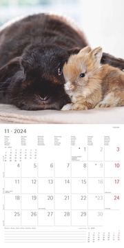 Kaninchen 2024 - Abbildung 12