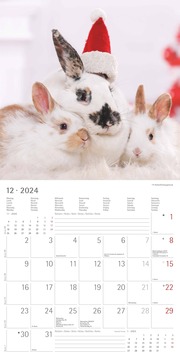 Kaninchen 2024 - Abbildung 13