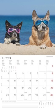 Funny Dogs 2024 - Abbildung 6