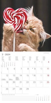 Funny Cats 2024 - Abbildung 2
