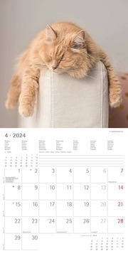 Funny Cats 2024 - Abbildung 4
