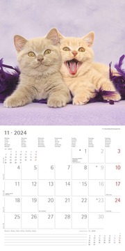 Funny Cats 2024 - Abbildung 11
