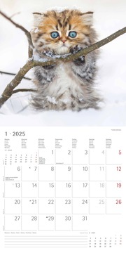 Katzenbabys 2025 - Broschürenkalender 30x30 cm (30x60 geöffnet) - Kalender mit Platz für Notizen - Wandkalender - Wandplaner - Katzenkalender - Illustrationen 2