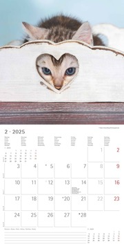 Katzenbabys 2025 - Broschürenkalender 30x30 cm (30x60 geöffnet) - Kalender mit Platz für Notizen - Wandkalender - Wandplaner - Katzenkalender - Illustrationen 3