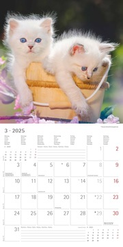 Katzenbabys 2025 - Broschürenkalender 30x30 cm (30x60 geöffnet) - Kalender mit Platz für Notizen - Wandkalender - Wandplaner - Katzenkalender - Illustrationen 4