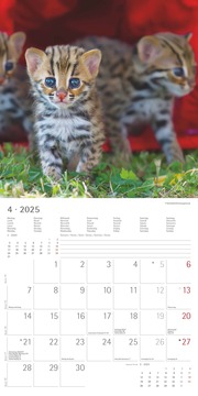 Katzenbabys 2025 - Broschürenkalender 30x30 cm (30x60 geöffnet) - Kalender mit Platz für Notizen - Wandkalender - Wandplaner - Katzenkalender - Illustrationen 5