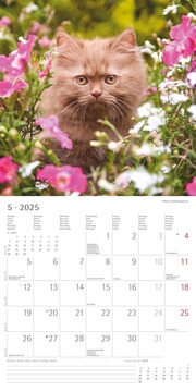 Katzenbabys 2025 - Broschürenkalender 30x30 cm (30x60 geöffnet) - Kalender mit Platz für Notizen - Wandkalender - Wandplaner - Katzenkalender - Illustrationen 6