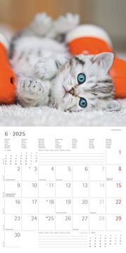 Katzenbabys 2025 - Broschürenkalender 30x30 cm (30x60 geöffnet) - Kalender mit Platz für Notizen - Wandkalender - Wandplaner - Katzenkalender - Illustrationen 7