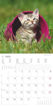 Katzenbabys 2025 - Broschürenkalender 30x30 cm (30x60 geöffnet) - Kalender mit Platz für Notizen - Wandkalender - Wandplaner - Katzenkalender - Illustrationen 8