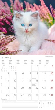 Katzenbabys 2025 - Broschürenkalender 30x30 cm (30x60 geöffnet) - Kalender mit Platz für Notizen - Wandkalender - Wandplaner - Katzenkalender - Illustrationen 9