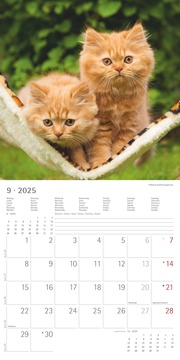 Katzenbabys 2025 - Broschürenkalender 30x30 cm (30x60 geöffnet) - Kalender mit Platz für Notizen - Wandkalender - Wandplaner - Katzenkalender - Illustrationen 10