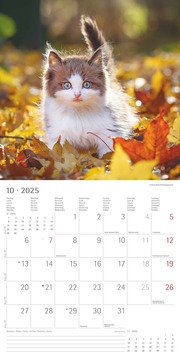 Katzenbabys 2025 - Broschürenkalender 30x30 cm (30x60 geöffnet) - Kalender mit Platz für Notizen - Wandkalender - Wandplaner - Katzenkalender - Illustrationen 11
