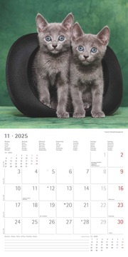 Katzenbabys 2025 - Broschürenkalender 30x30 cm (30x60 geöffnet) - Kalender mit Platz für Notizen - Wandkalender - Wandplaner - Katzenkalender - Illustrationen 12