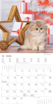 Katzenbabys 2025 - Broschürenkalender 30x30 cm (30x60 geöffnet) - Kalender mit Platz für Notizen - Wandkalender - Wandplaner - Katzenkalender - Illustrationen 13