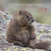 Tierbabys 2025 - Broschürenkalender 30x30 cm (30x60 geöffnet) - Kalender mit Platz für Notizen - Baby Animals - Bildkalender - Wandplaner - Alpha Edition