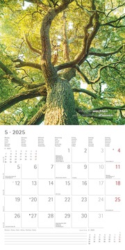 Zen 2025 - Broschürenkalender 30x30 cm (30x60 geöffnet) - Kalender mit Platz für Notizen - mit Lebensweisheiten - Bildkalender - Wandkalender - Illustrationen 5